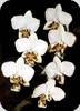 Phal. stuartiana Type Surigao